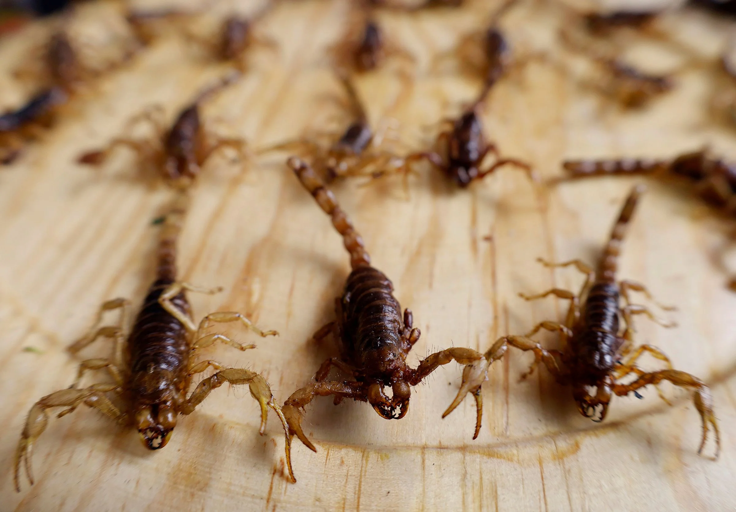 New Antibiotics from Scorpion Venom and Habanero Peppers Target Drug-Resistant Bacteria