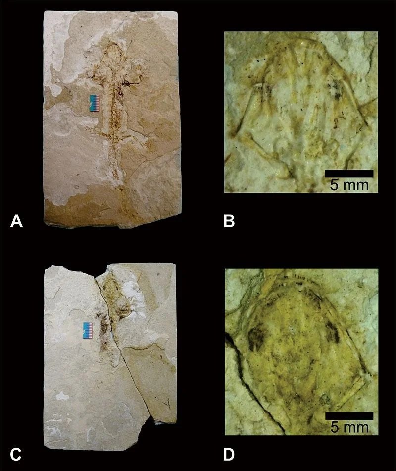 Image may contain Rock and Fossil