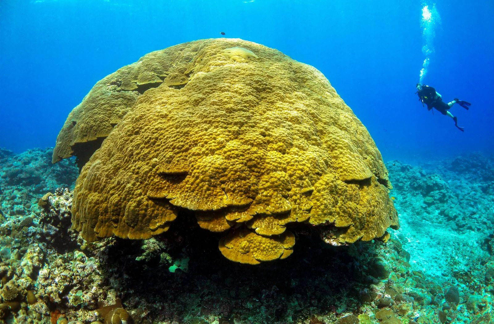 Image may contain Animal Nature Outdoors Reef Sea Sea Life Water Coral Reef and Aquatic