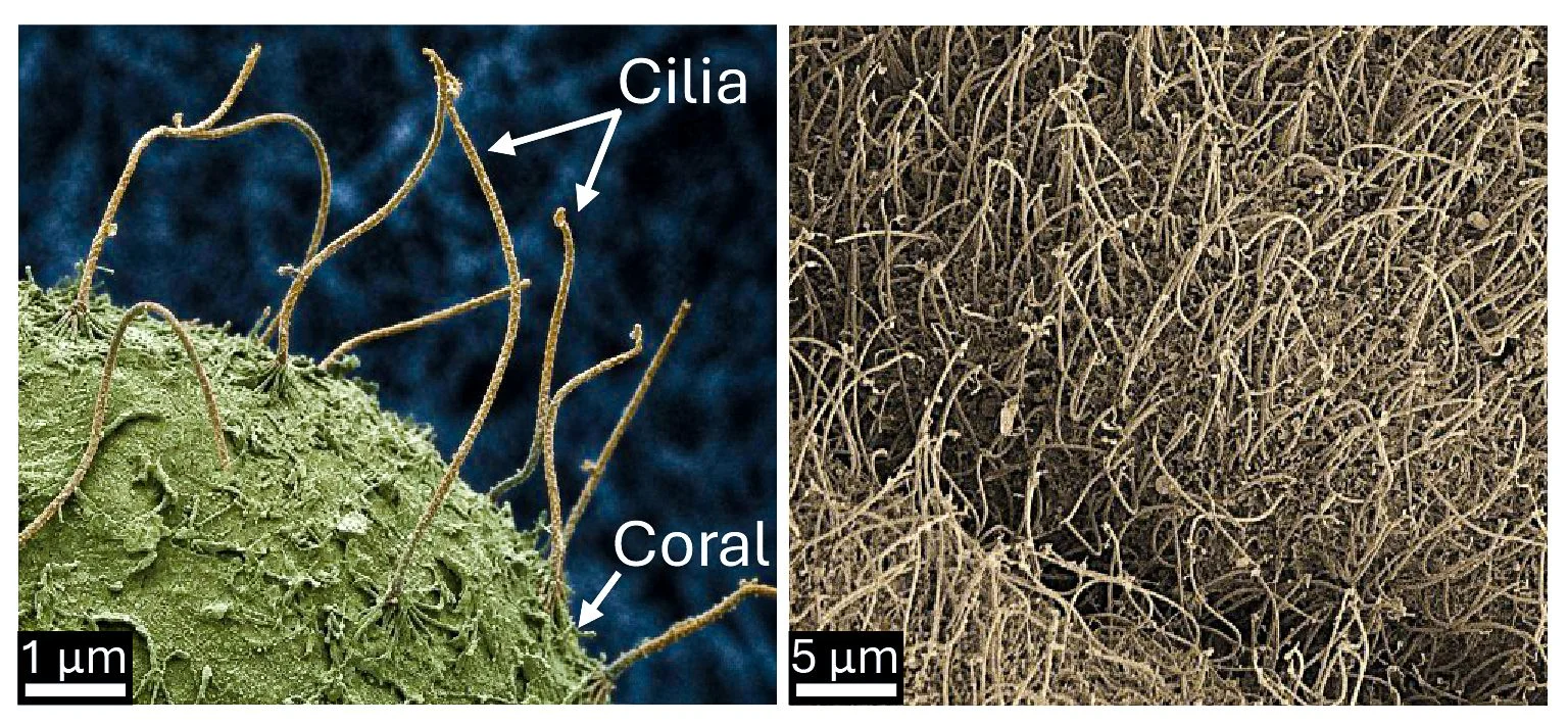 Image may contain Moss Plant Grass Root and Soil