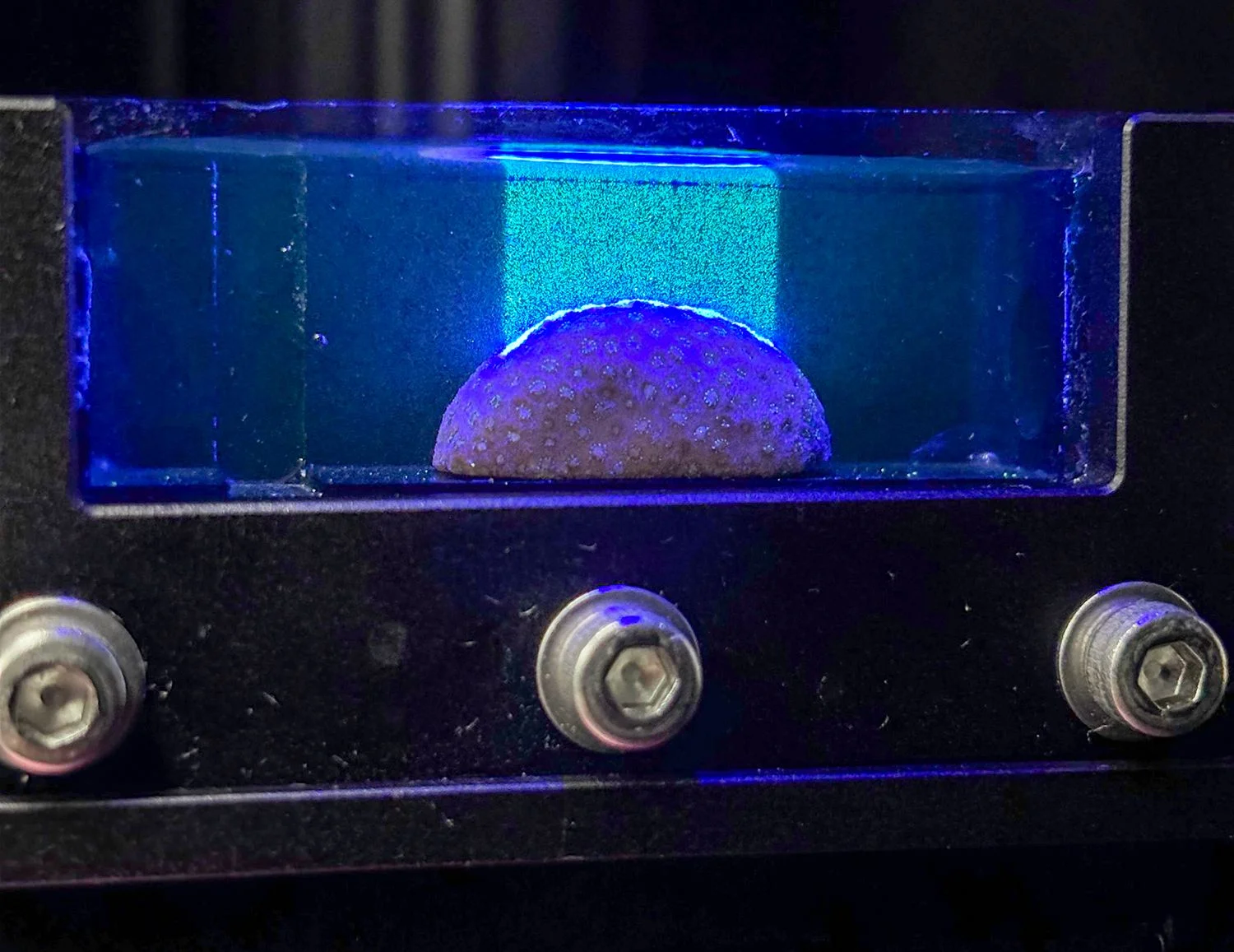 Image may contain Sphere Bread and Food