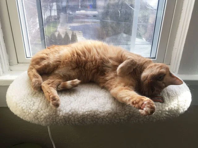 Cat laying on pillow on window sill