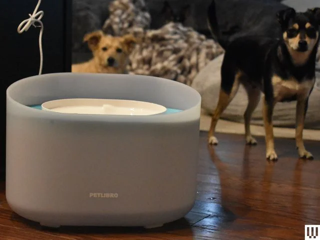 White oval-shaped pet fountain with small tray on top to catch the cascading water. There are two dogs in the background looking curiously.