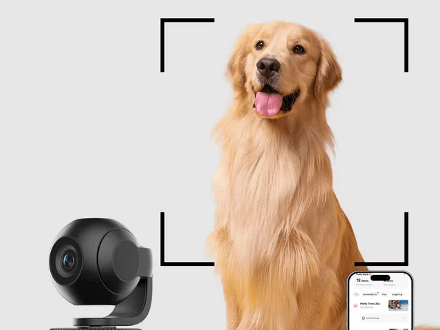 Animal, Canine, Dog, Mammal, Pet, Electronics, Golden Retriever, and Camera