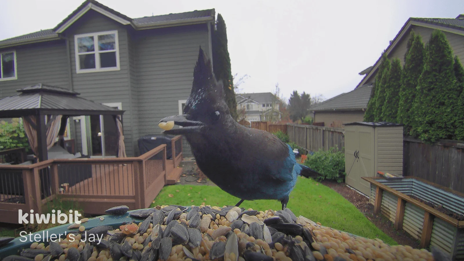 Image may contain Animal Bird and Jay