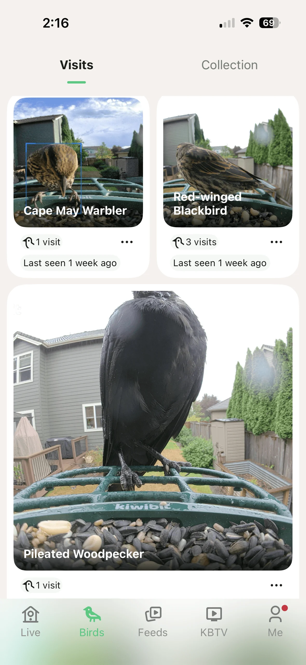 Image may contain Animal Beak Bird Adult Person and Blackbird