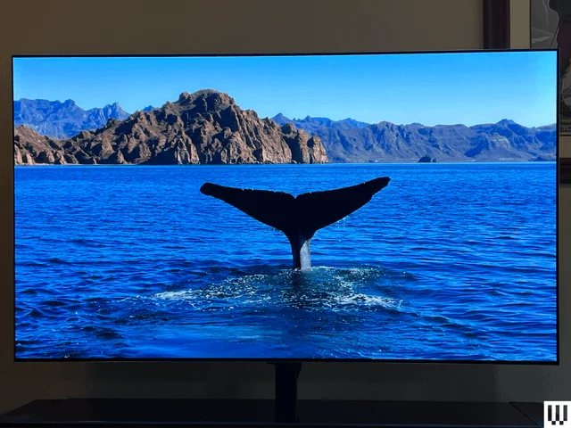 Image may contain: Electronics, Screen, Computer Hardware, Hardware, Monitor, TV, Animal, Bird, Nature, Outdoors, and Sea