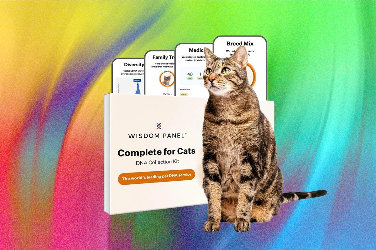Image may contain Animal Cat Mammal Pet Text and