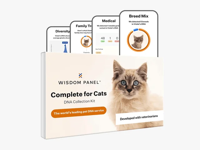 Image may contain: Page, Text, Business Card, Paper, Animal, Cat, Mammal, Pet, , and Kitten