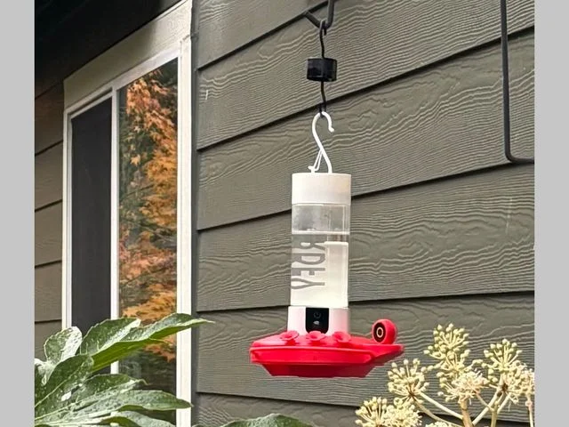 Birdfy Hum Feeder Duo, a bird feeder with a clear cylinder, small camera, and red base, hanging on the side of a house with bushes below and a window in the background